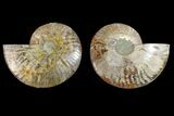 Bargain, Cut & Polished Ammonite Fossil - Madagascar #148035-1